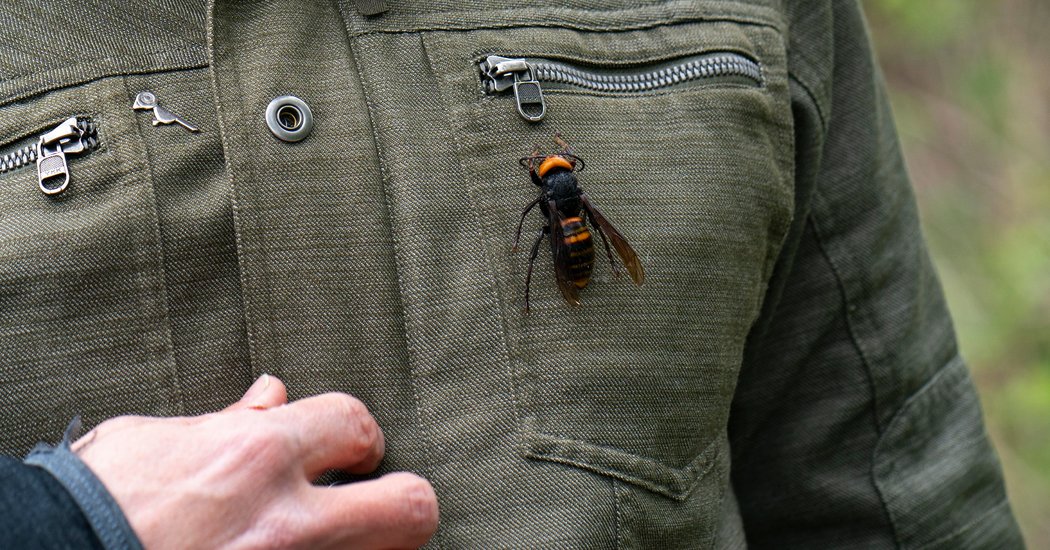Murder Hornet: This Deadly Pest Has Reached North America